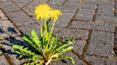 Stop using vinegar to remove patio weeds as there is a more ‘effective’ method