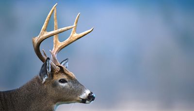 Indiana seeks input on deer hunting rule changes. Plus hike, clean up and parade into May.
