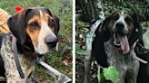 Three Women in a Minivan Stole This Bear Hound Because It Was Being "Forced" to Hunt