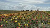 The stunning tulip fields described as 'a slice of The Netherlands' just 90 minutes from Nottingham