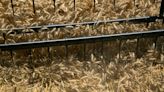 El trigo cae en Chicago por toma de ganancias, el maíz y la soja suben