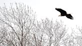 Years after saving the bald eagle, 82 of them could be killed in NY wind farm projects