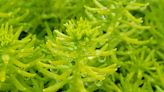 Golden sedum is among the world's fastest growing succulents. And it revels in sun