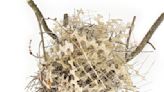 ‘Se están volviendo más listas que nosotros’: las aves construyen nidos con picos antipájaros