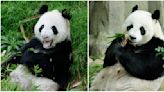 Giant pandas Kai Kai, Jia Jia to stay on for another 5 years at River Wonders