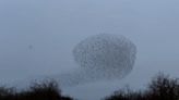 Watch: Countryfile presenter captures spectacular starling murmuration footage