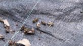 蜂蟹螨攻擊 蜂群集體消失？-台視新聞網