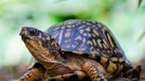 Chinese woman accused of trying to smuggle turtles across Vermont lake into Quebec