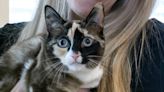 Utah cat found in Amazon warehouse a week after sneaking into a return box