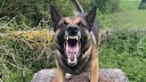 The heroic South Yorkshire police dog singled out for helping catch 30 suspects in 12 months