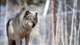 Colorado wolf map suggests animals have crossed state lines