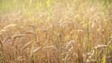 How to Grow and Care for Wheat