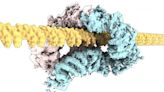 Cryo-EM and Single Molecule Imaging Reveal DNA Repair Secrets