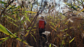 US coastal wetlands are rapidly disappearing. Here's what it'll take to save them