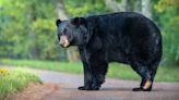 Bear attacks hikers, dogs on Blue Ridge Parkway forcing rangers to close portion of trail