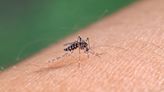 How is Los Angeles fighting off invasive mosquitoes? With more mosquitoes