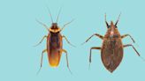 A Cockroach vs. Water Bug: Here’s How to Tell the Difference & Get Rid of Them for Good