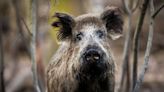 'Lion' that triggered police search in Germany was probably a boar