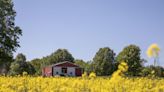 American Farmers’ Next Hot Commodity Is Canola for Biofuels