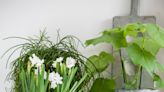 How to plant paperwhites for the holiday season
