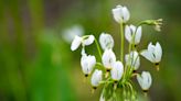 What's Cincinnati's pollen count? Allergy risk could be high for Memorial Day weekend