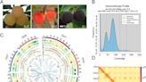 Sweet secrets of the bayberry: genetic insights se | Newswise