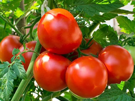 Bengaluru: Tomato Prices Cross Rs 100 Mark On Online Platforms; What's The Reason Behind It?