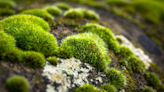 Gardening expert shares lawn TLC tips to stop moss from growing over your grass