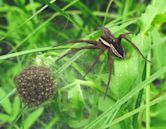 Nursery web spider