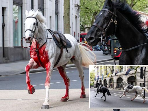 Blood-soaked UK military horse that stampeded through London needed emergency surgery and may never return to service