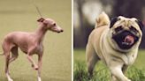 Ever wonder what happens when you mix a pug and an Italian greyhound?