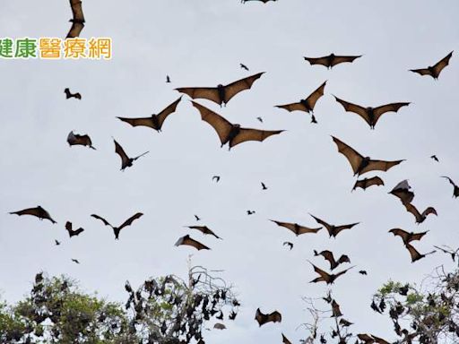 家中撿到「麗沙病毒」蝙蝠！與狂犬病毒同屬 若被抓傷、咬傷該怎麼做？ | 蕃新聞