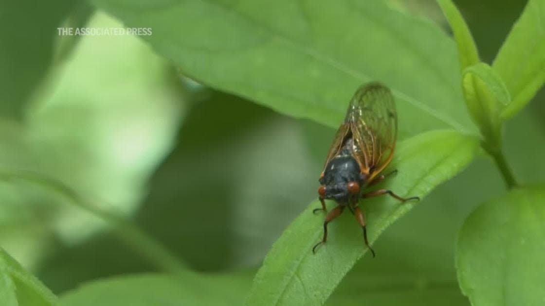 The great cicada emergence of 2024 is underway across the American South and Midwest