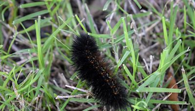 Why these black fuzzy bugs are crawling all over Houston