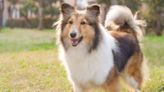 Golden Retrievers Visiting Texas A&M Have Fun Playtime with Canine Mascot