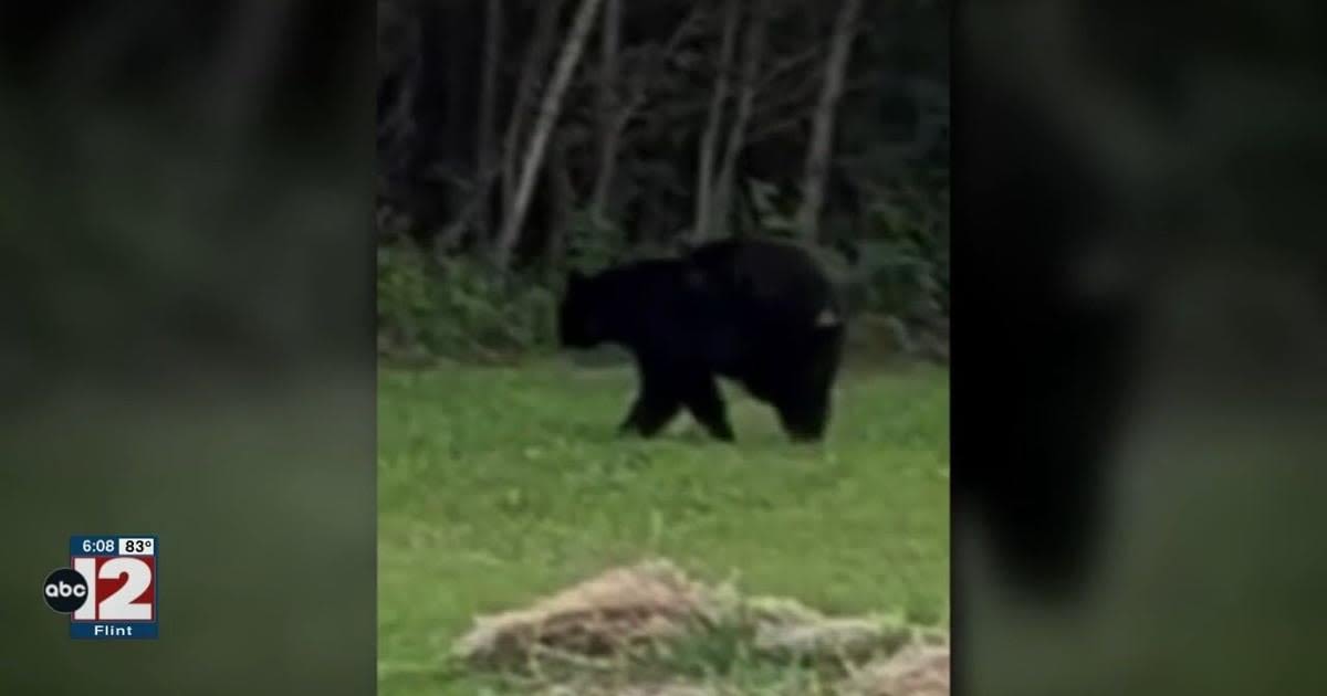 Bear sightings becoming more common in Mid-Michigan