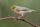 Silvereye