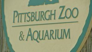 Pittsburgh Zoo & Aquarium offering sensory-friendly mornings