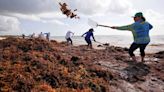 La masa de algas de casi 9.000 km de largo que avanza hacia el Caribe y Florida