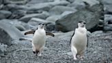 Los pingüinos de barbijo duermen más de 10,000 veces al día para sobrevivir