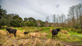 Cattle ranchers want Florida to preserve their land. Will DeSantis, Legislature fund the programs?