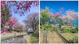 【全台美人樹景點推薦】三峽安溪路河堤、愛河之心...季節限定粉色美人樹景點總整理！