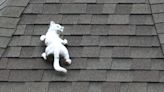 Good news: A Tampa cat stays on a roof, and more psychologists in schools