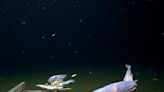 First photos of the incredible snailfish swimming more than 8,300 meters below the surface near Japan, the deepest observation of a fish ever recorded