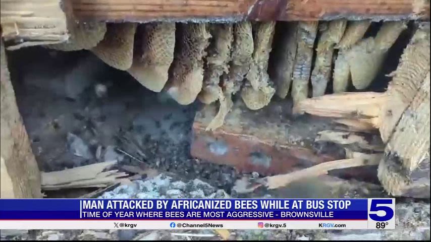 Man attacked by bees at bus stop in Brownsville, experts warn it's that time of year bees become aggressive