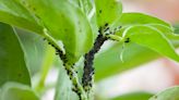 Expert entomologist makes disturbing discovery while examining local plants: ‘It’s very worrying indeed’