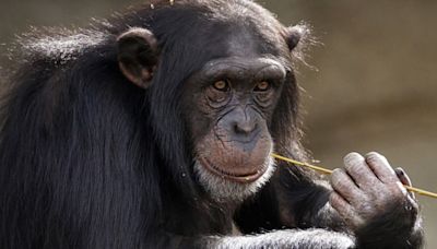 ¡Unidos, fuertes! Chimpancés conversan como humanos… y hasta se interrumpen, según nuevo estudio
