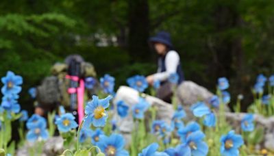 喜馬拉雅「秘境之花」驚現神戶 藍罌粟花海夢幻登場