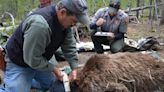 Commission asked to sign off on new Greater Yellowstone grizzly bear MOA