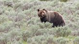 Idaho man shoots, kills grizzly bear in ‘defense of life’ after it charged his girlfriend